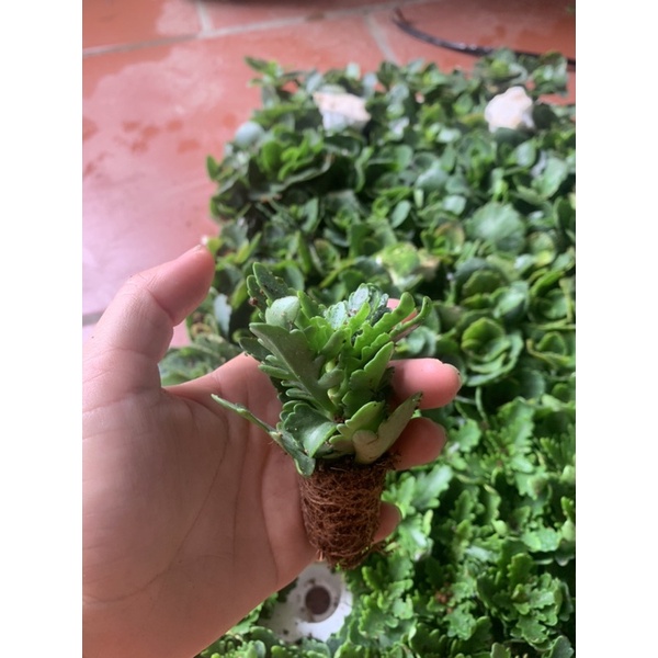 Sống đời kép siêu đẹp