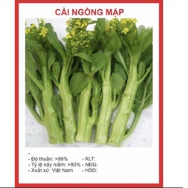 Hạt cải ngồng mập
