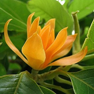 cây hoa ngọc lan vàng cao 60 đến 1m