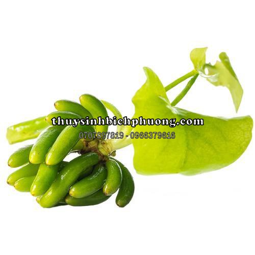 CÂY TRANG CHUỐI THUỶ SINH SIÊU CƯNG DỄ CHĂM SÓC TRONG HỒ THỦY SINH