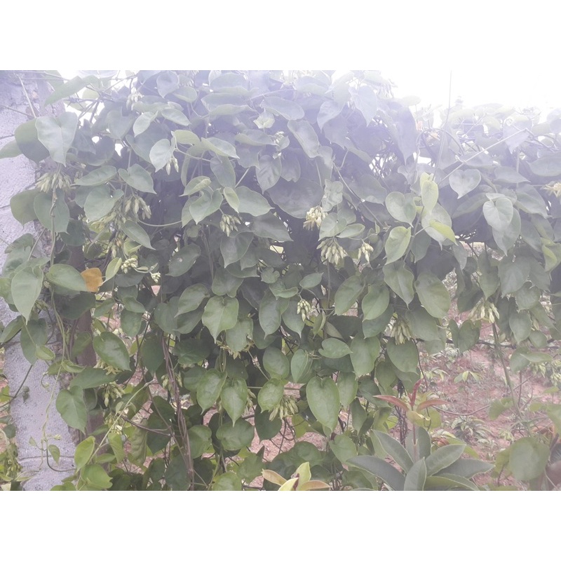 Cây hoa thiên lý siêu hoa trồng đc ban công
