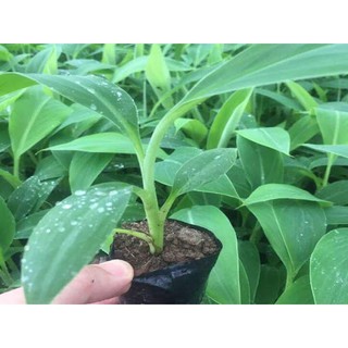 Giống Chuối Mini - Cây Cảnh Phong Thủy