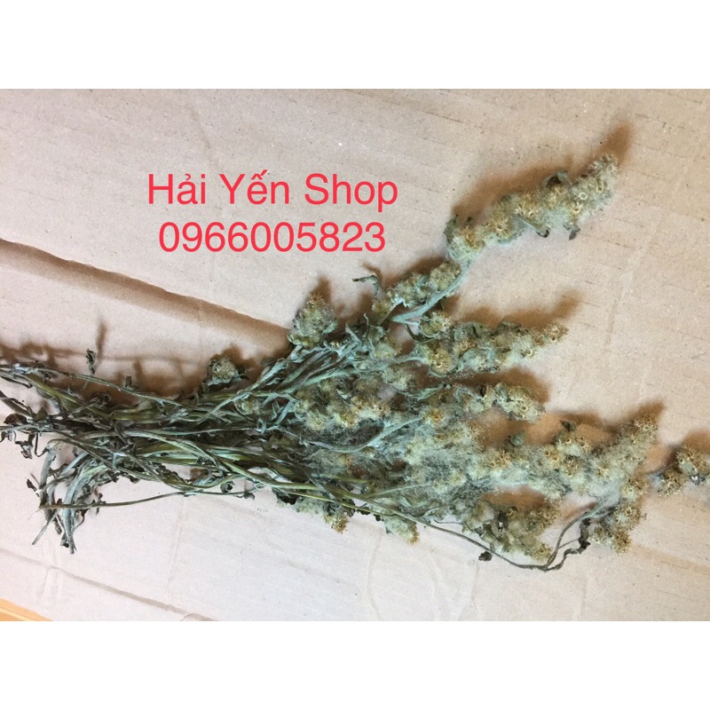 cây Rau Khúc tươi_khô_cây giống