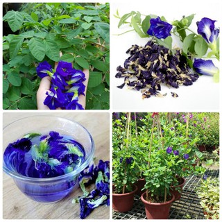 Hạt giống cây đậu biếc ( 20 hạt)