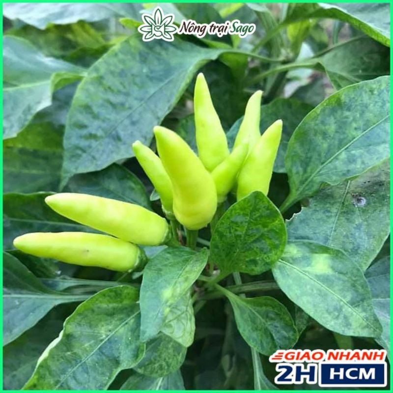 20h hạt giống ớt xiêm xanh thái lan dể trồng