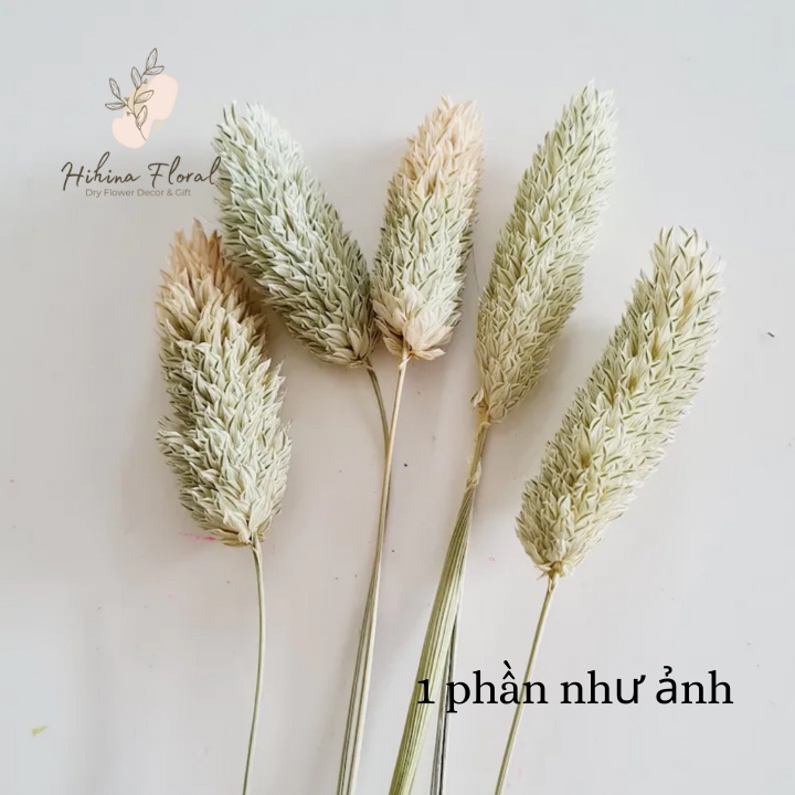 Hoa Phalaris Hà Lan Khô Decor Trang Trí Nhà, Bàn Làm Việc