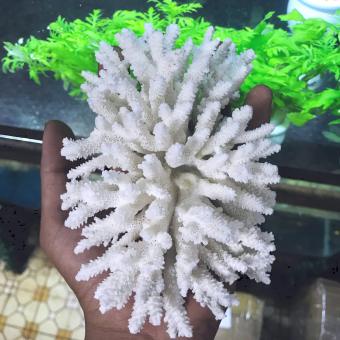 San hô trang trí tiểu cảnh bể cá nước mặn bể thủy sinh nhiều size kích thước