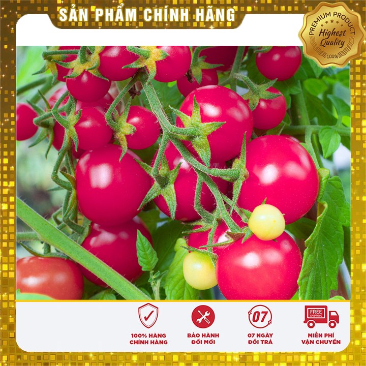 Hạt giống cà chua hồng LUCKY SEED -30 hạt