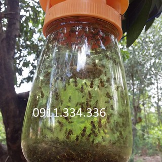Bẫy Ruồi Vàng - Combo 5 bộ bẫy