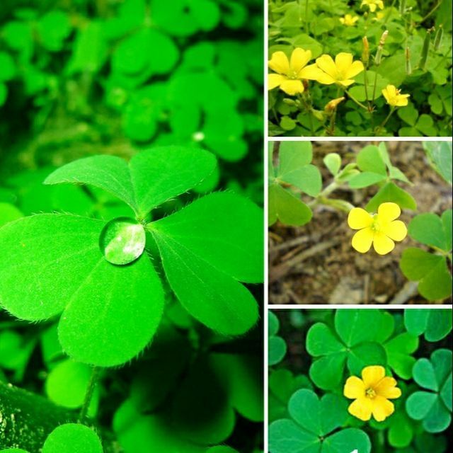 200 hạt giống cỏ ba lá