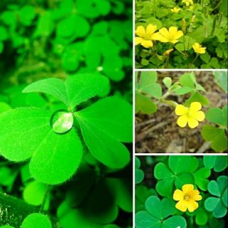 200 hạt giống cỏ ba lá