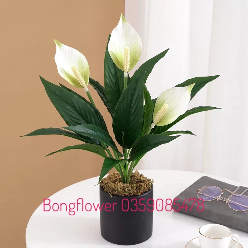👉 Cây Hoa Lan Ý Giả cao 50cm 3 bông đủ màu hàng cao cấp giống thật 99%