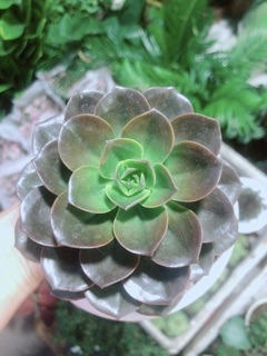 Sen Đá Nâu Kèm Chậu Sứ
