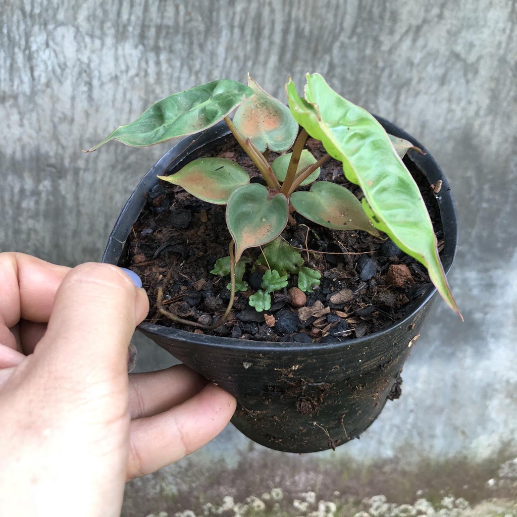 Cây giống hồng hạc cam - philodendron billietiae