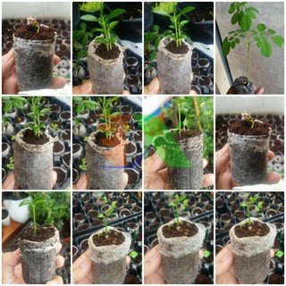 Viên nén xơ dừa dùng ươm hạt cây trồng (1 viên)