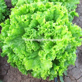 1gr - hạt giống rau xà lách xoăn