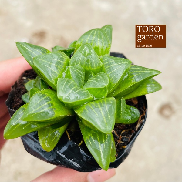Sen đá guốc haworthia Đà Lạt size bé cây cảnh trang trí nhà cửa Toro garden