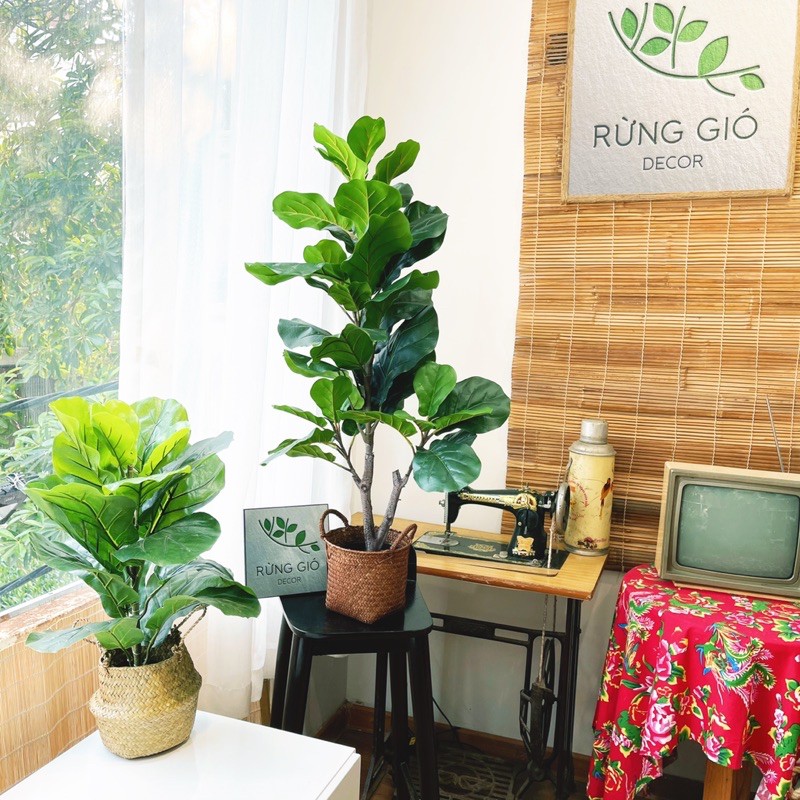 Cây bàng Singapore - Cây giả Decor trang trí - nhiều size to nhỏ lựa chọn