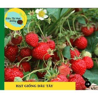 [Seeds] Hạt giống Dâu tây Đỏ 100 Hạt