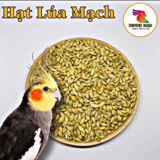HẠT LÚA MẠCH - GÓI 1KG