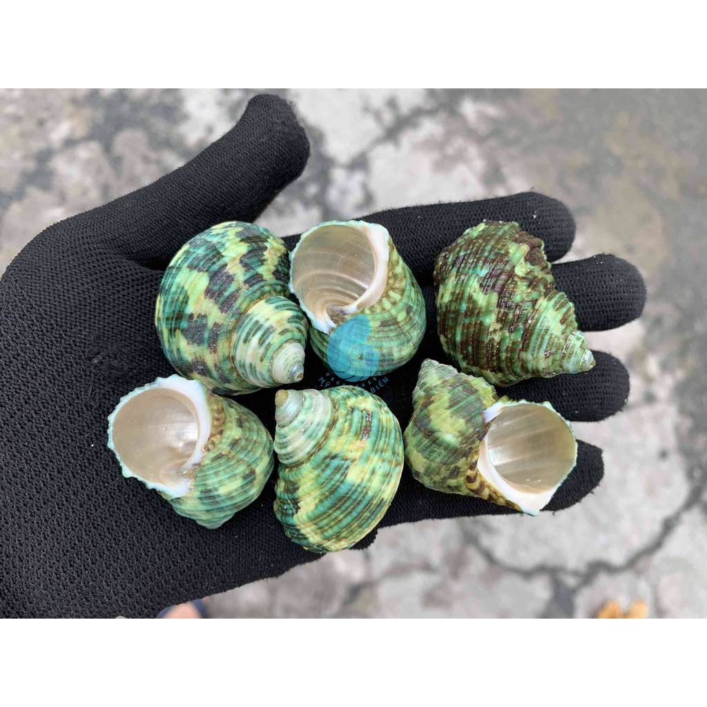 FULL VỎ SIZE 3-4cm - VỎ ỐC VỖ XANH - MẶT TRĂNG XANH - XÀ CỪ XANH. Trang trí nhà cửa