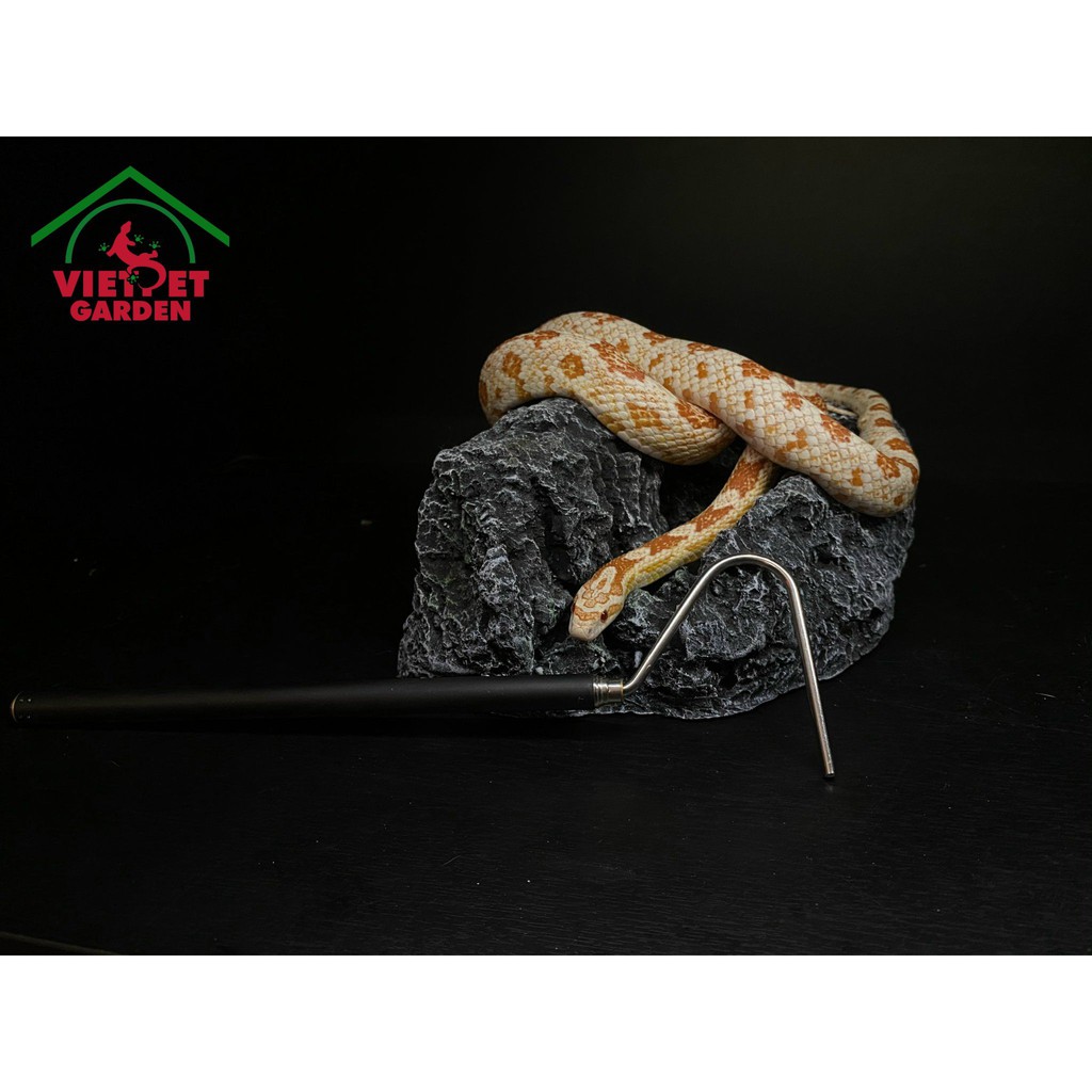 Cây móc rắn, cây móc dành cho bò sát | Vietpetgarden