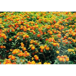Cây hoa ngũ sắc