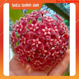 Lan cẩm cù màu đỏ như hình