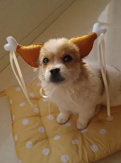 Bờm Đùi Gà Thời Trang Cho Chó Mèo