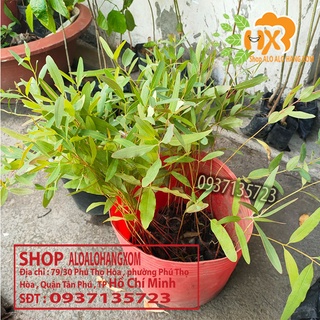cây bạch đàn đỏ cây giống -combo 50 cây