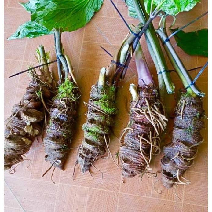 1kg thất diệp nhất chi hoa - Củ rắn cắn (hàng xô)