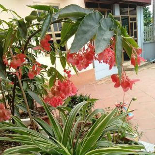 củ giống hoa trúc Pháp hoa quanh năm siêu dễ trồng