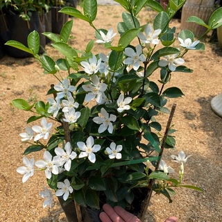Mai chỉ thiên - Trang Flowers