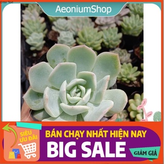 Sen Đá Liên Đài Trắng Mini 😎 Xuất Xứ Đà Lạt, Lỗi 1 Đổi 1 💪