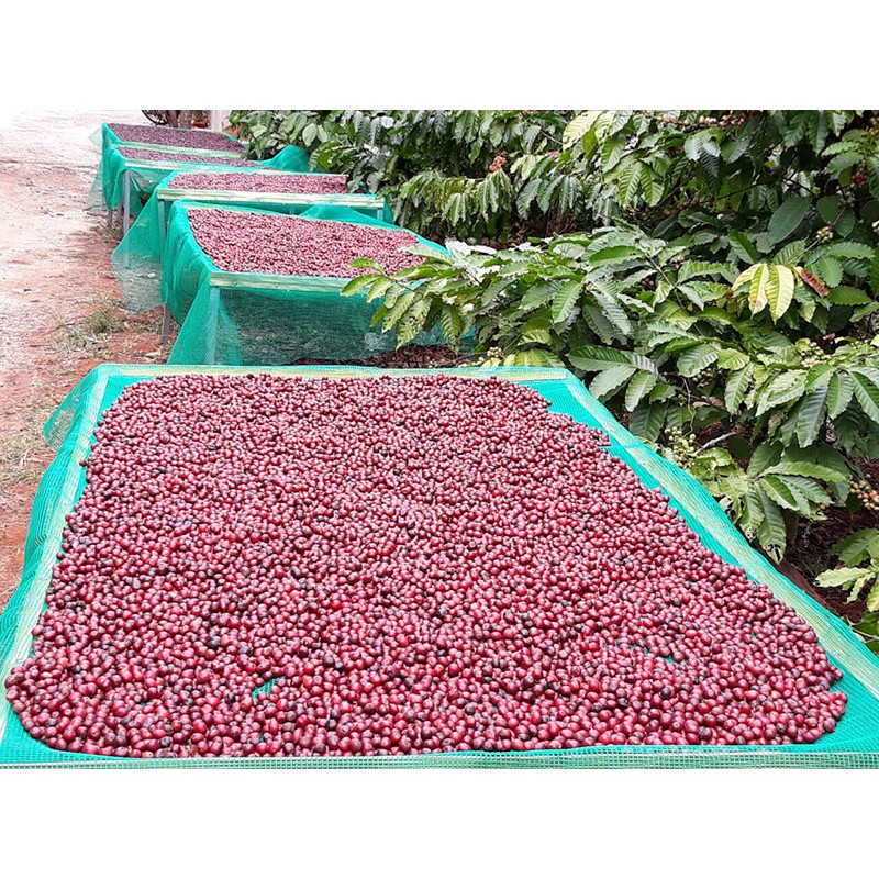 Cafe nguyên chất robusta đặc biệt gói 500g | BigBuy360 - bigbuy360.vn