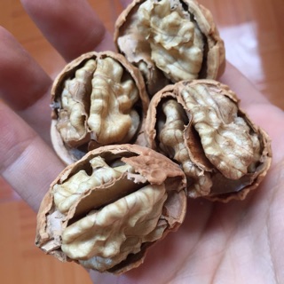 Óc chó nếp