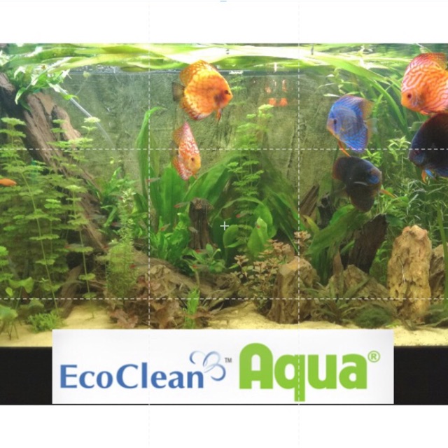 Vi sinh bể cá EcoClean Aqua (USA) - Xử lý tảo, cải thiện nước bể, ao nuôi cá cảnh (100gr/gói)