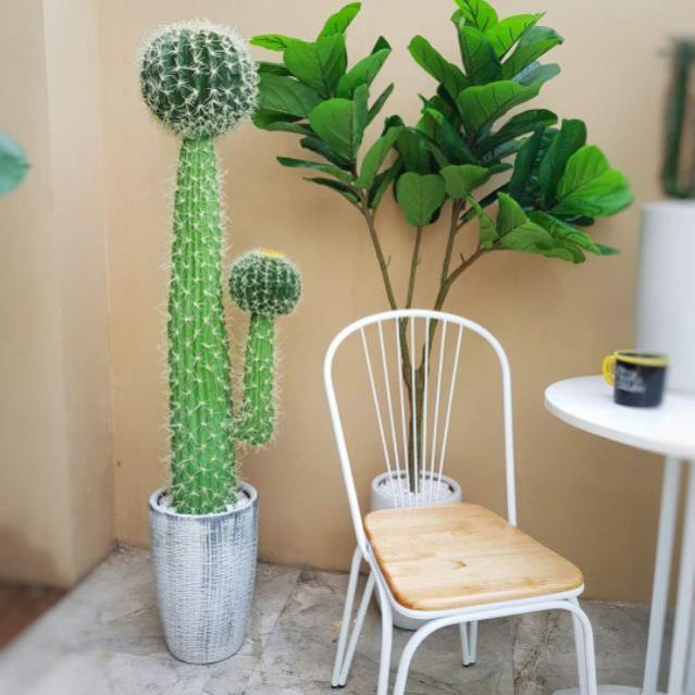 Cây bàng giả singapore 1,7m Có Chậu y hình 4 nhánh