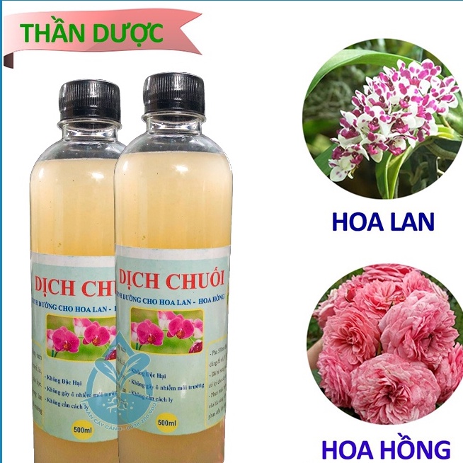 Dịch chuối vi sinh đậm đặc chai 500ml - Chế phẩm thần dược dùng cho phong Lan, hoa hồng