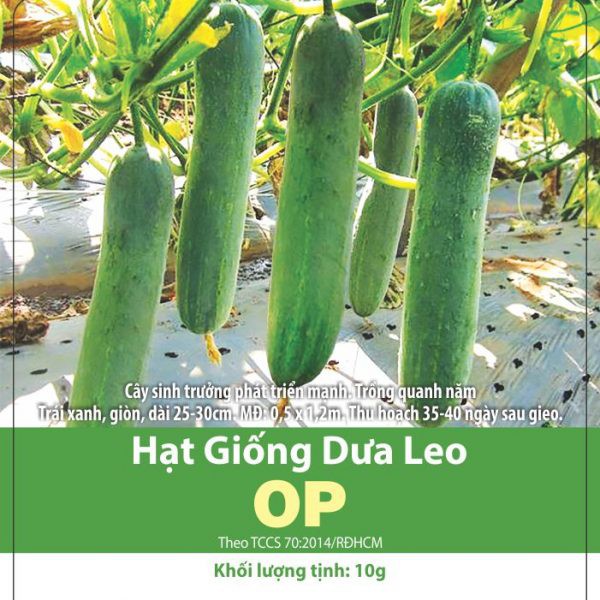 Dưa Leo OP