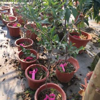 Cây hồng táo cao 1m4