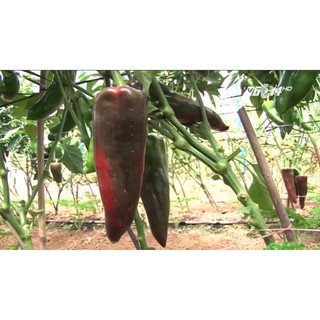 Hạt Giống Ớt Sừng Bò - 30 Hạt