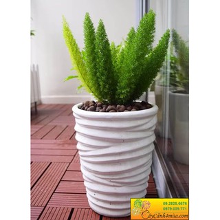 Cây đuôi chồn - Cây cảnh để bàn