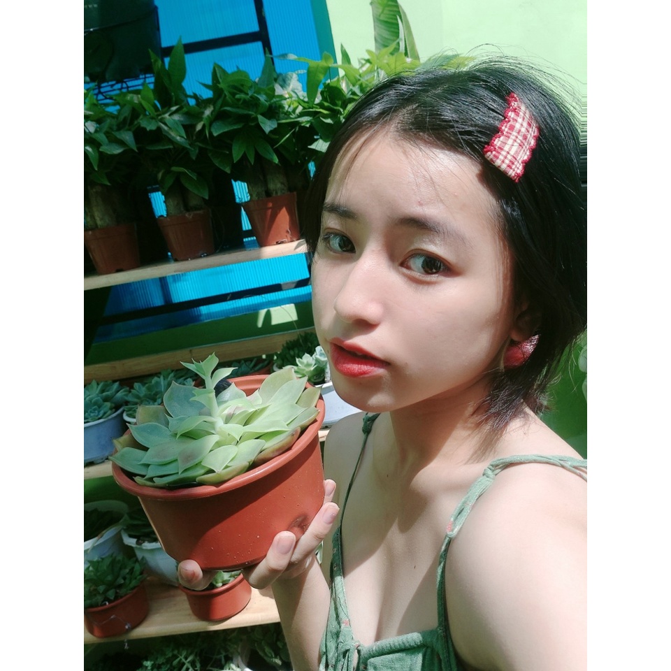 Sen Đá đà lạt giá sinh viên (ảnh thật 100%) Đẹp hơn hình Mua trực tiếp tại địa chỉ ở Phần Mô Tả ạ^^
