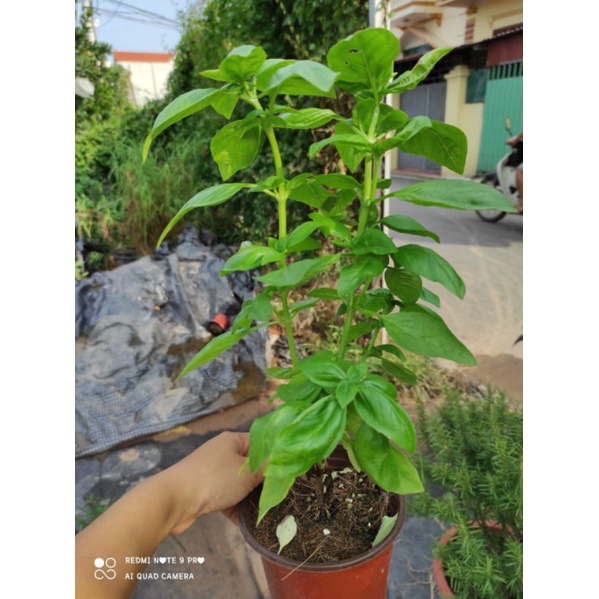 Cây basil