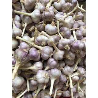 TỎI TÍM ĐÀ LẠT HỮU CƠ 0,5kg