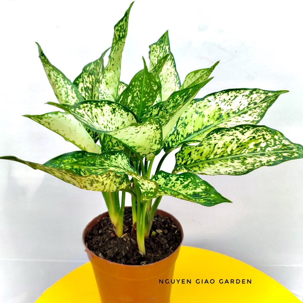 Cây ngọc ngân, cây phong thủy dễ chăm sóc,trang trí văn phòng, quà tặng ý nghĩa