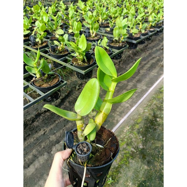 Denro bò blue cây tơ mập đẹp