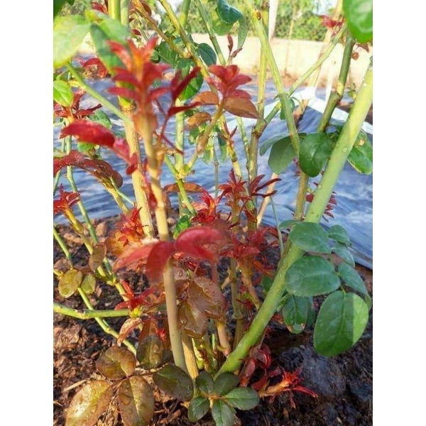 Phân bón kích rễ cho cây