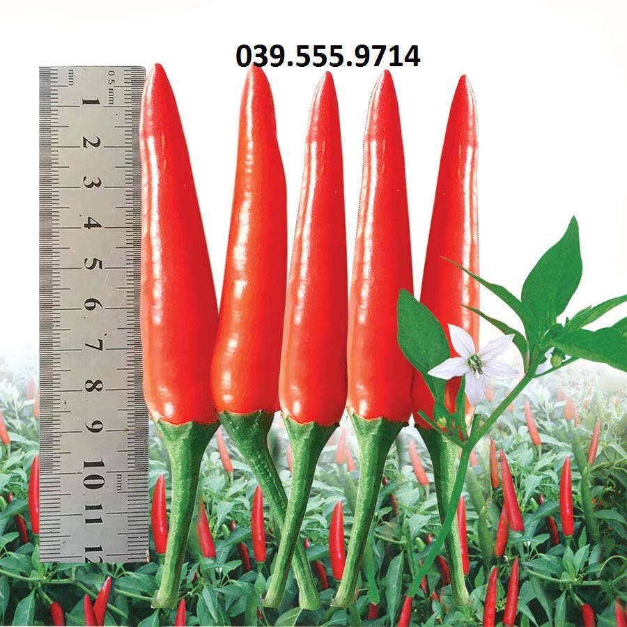 Hạt giống Ớt Hiểm Lai F1 (VA.99999) – 5gram GIỐNG CỰC CHUẨN
